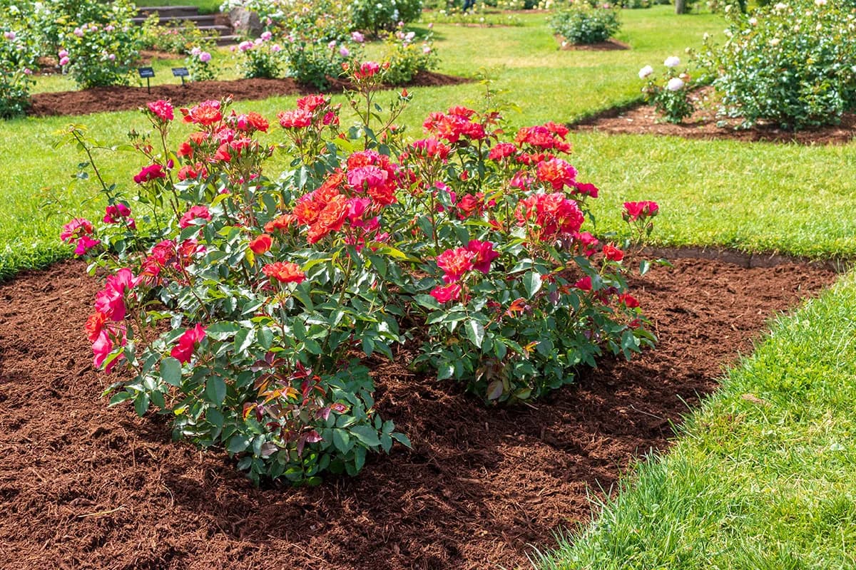 roses