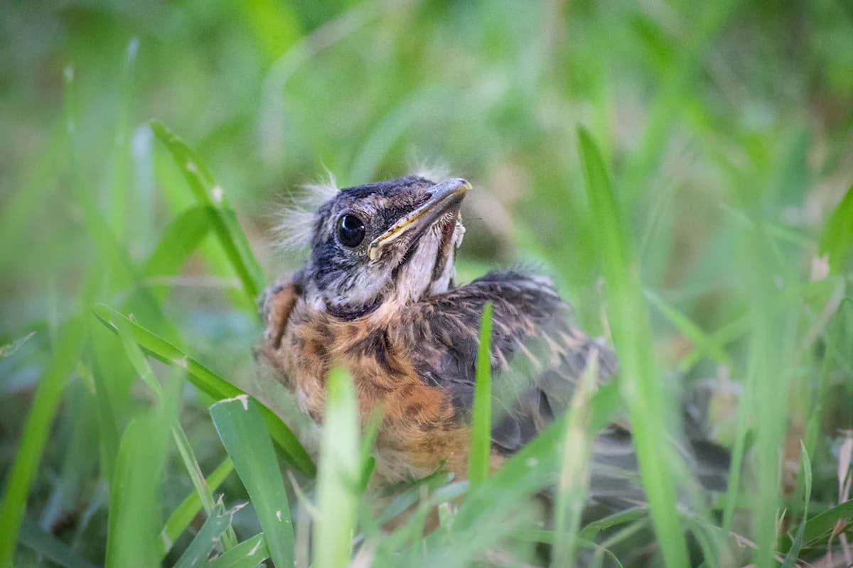 baby bird robin in spring looking with eye on the ground