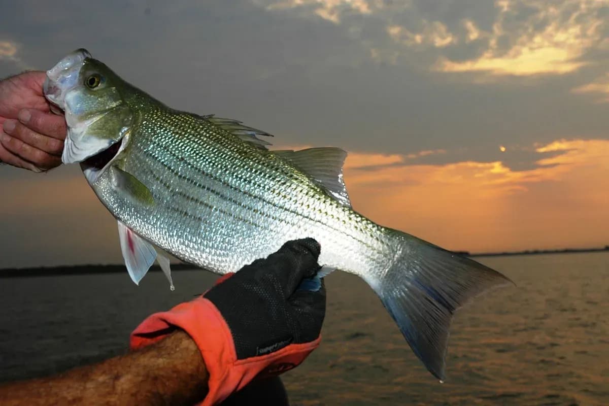 bass-fish