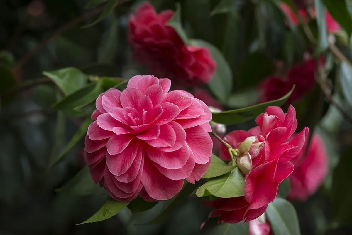 Close-up of a beautiful blooming pink Camellia japonica (also kn