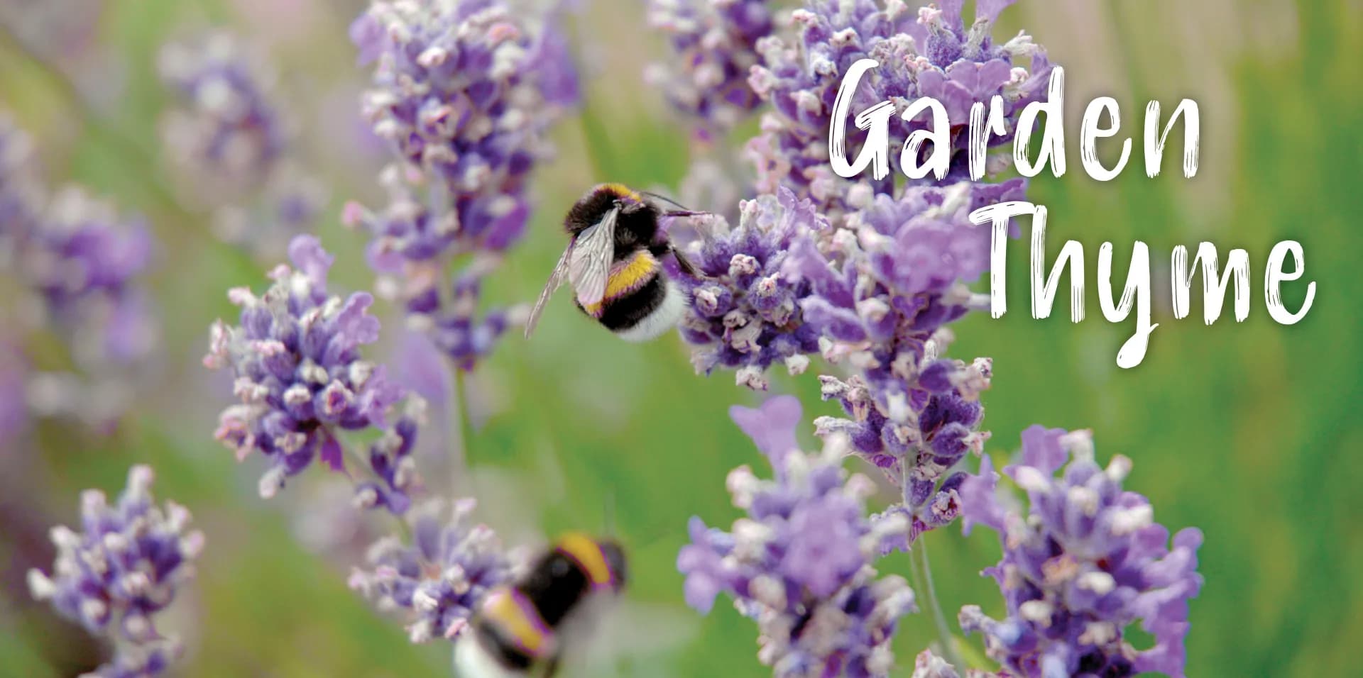 Garden Thyme Header 5