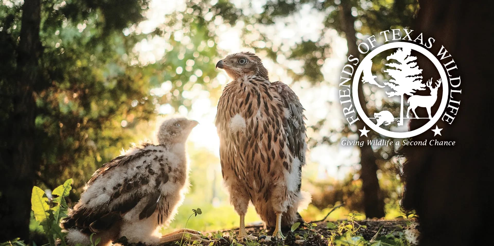 friends of texas wildlife