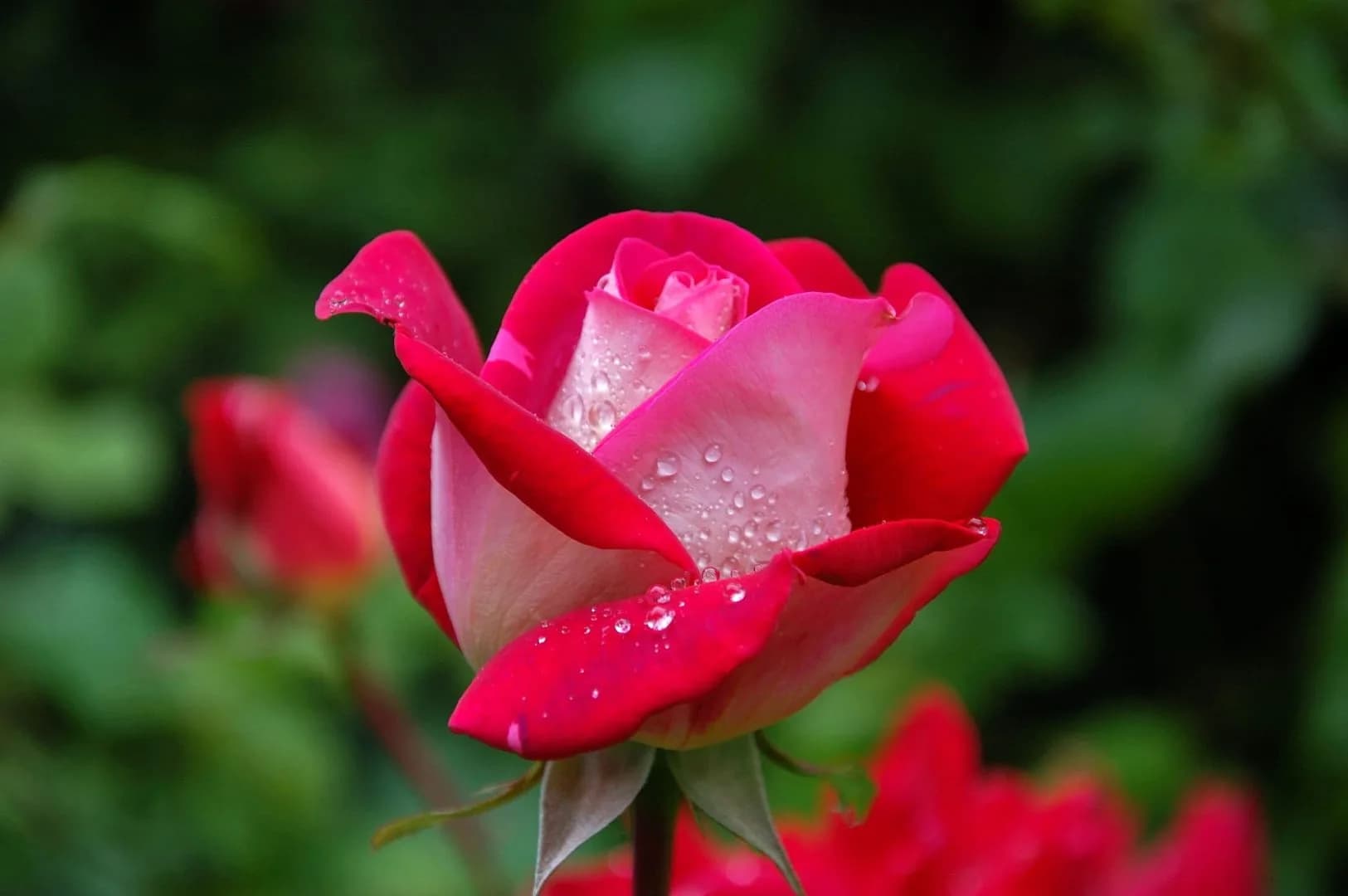 Beautiful Gardens Year Round