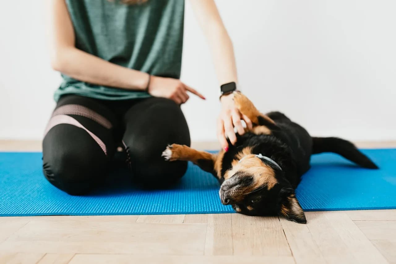 train your dog