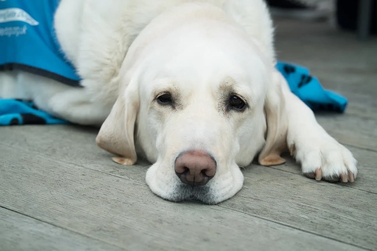 why-you-should-use-a-mobile-dog-groomer