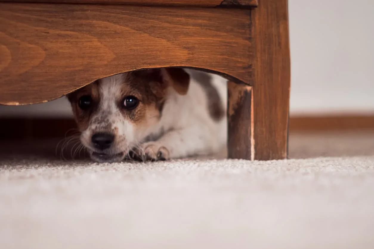 5 Stress Signals in Dogs You Need To Watch Out For This Holiday Season