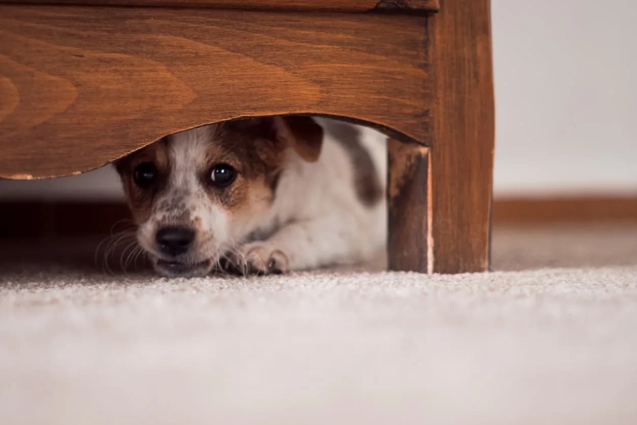 5 Stress Signals in Dogs You Need To Watch Out For This Holiday Season