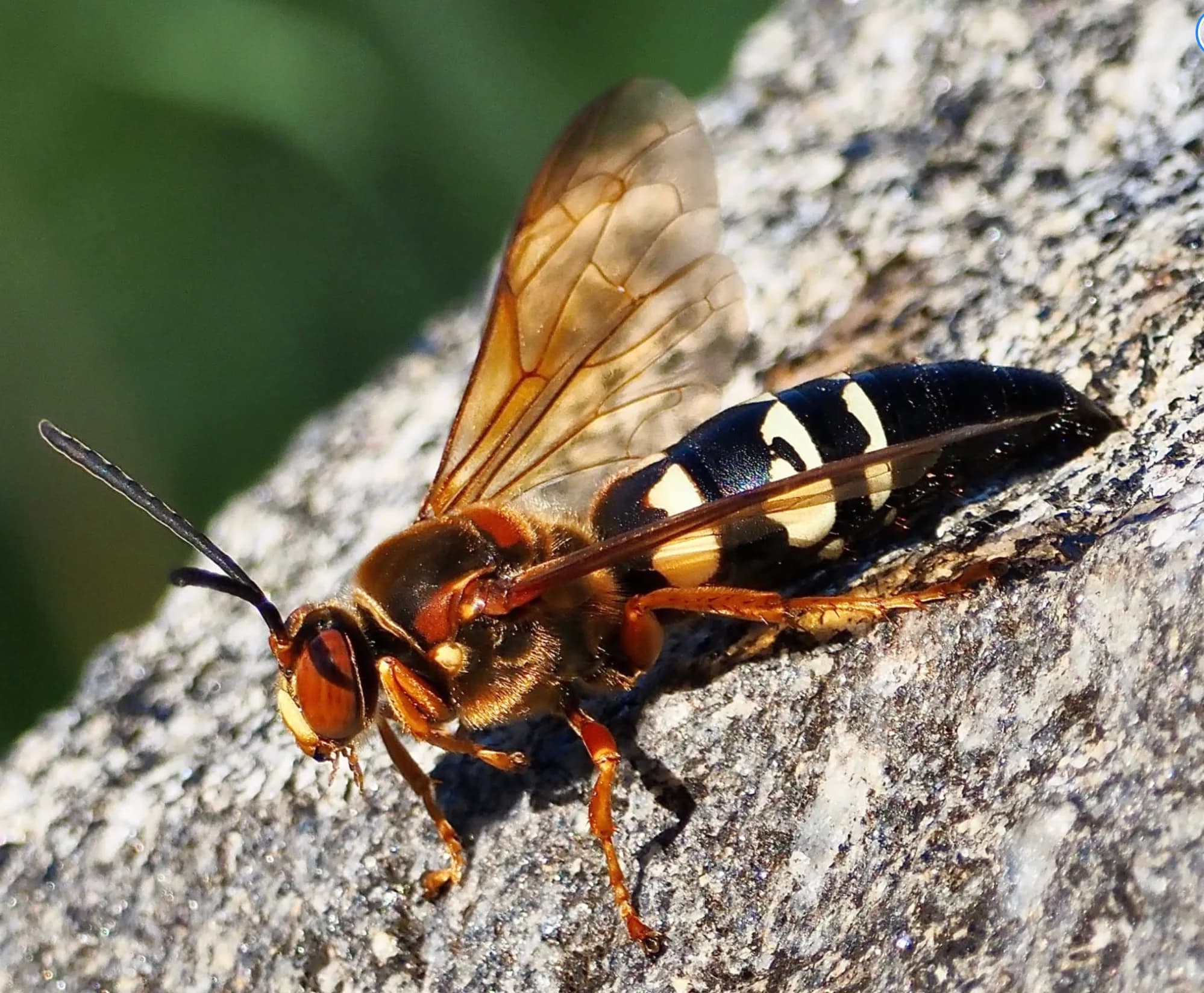 Close-up of an eastern cicada killer wasp with amber wings resting on tree bark