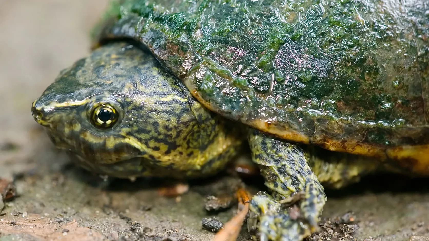 01 FEATURED COMMON MUSK TURTLE CLOSE UP