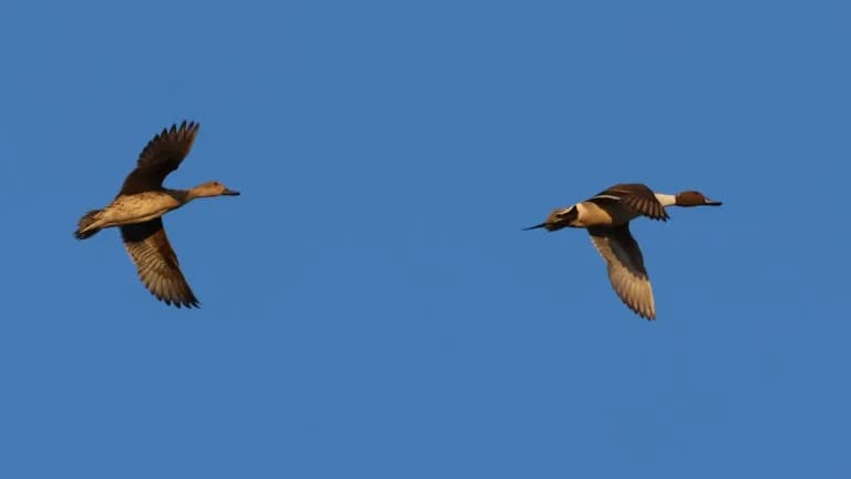Northern pintail ducks in flight over a wetland