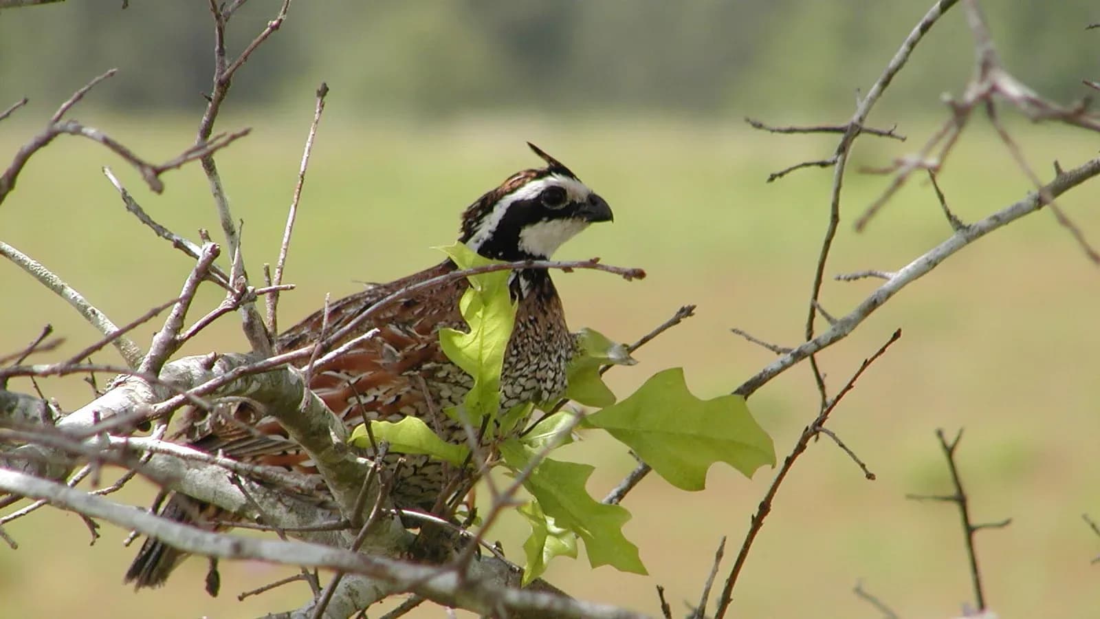 A northern bobwhite quail