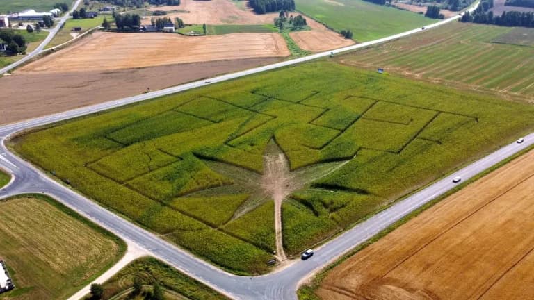 Aerial view of a hemp field