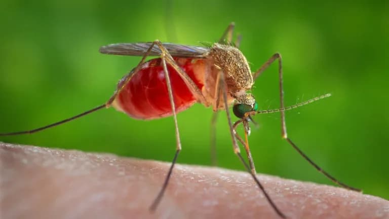 A Culex quinquefasciatus mosquito on human skin