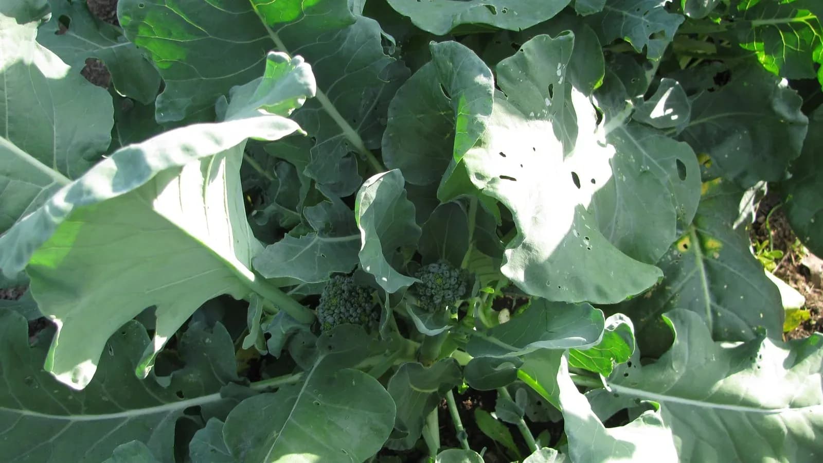 Close-up of broccoli plants with broad blue-green leaves and small heads forming