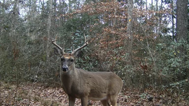 A white-tailed deer