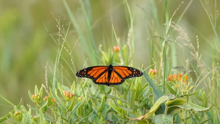 A monarch butterfly on butterfly milkweed