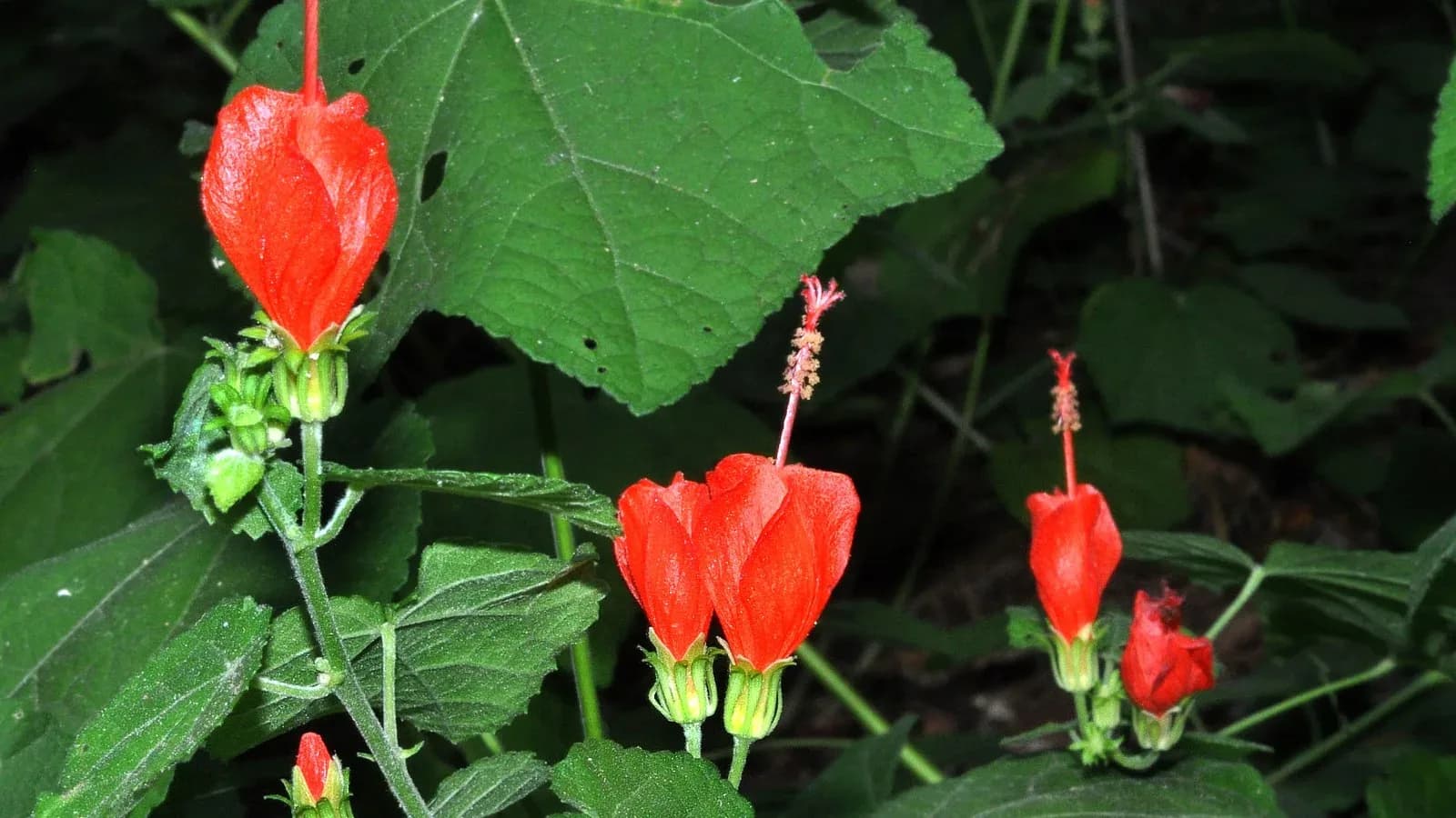 Bright red Turk's cap flowers with protruding stamens among broad green leaves