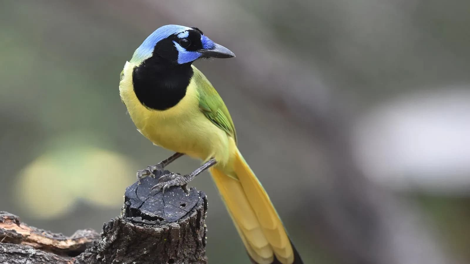 Rio Grande Valley Birding Festival, Harlingen, Texas