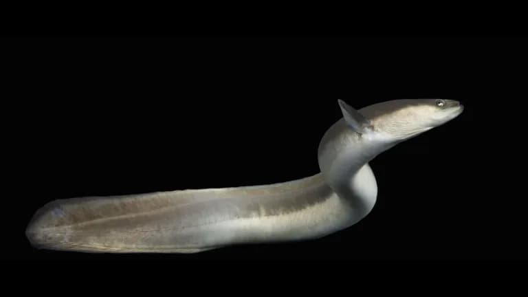 An American eel with a long, pale olive body curving upward against a black background