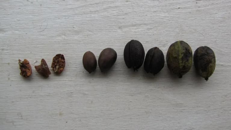 Pecans at various stages, from green shucks to brown shells and cracked kernels, lined up on a white board