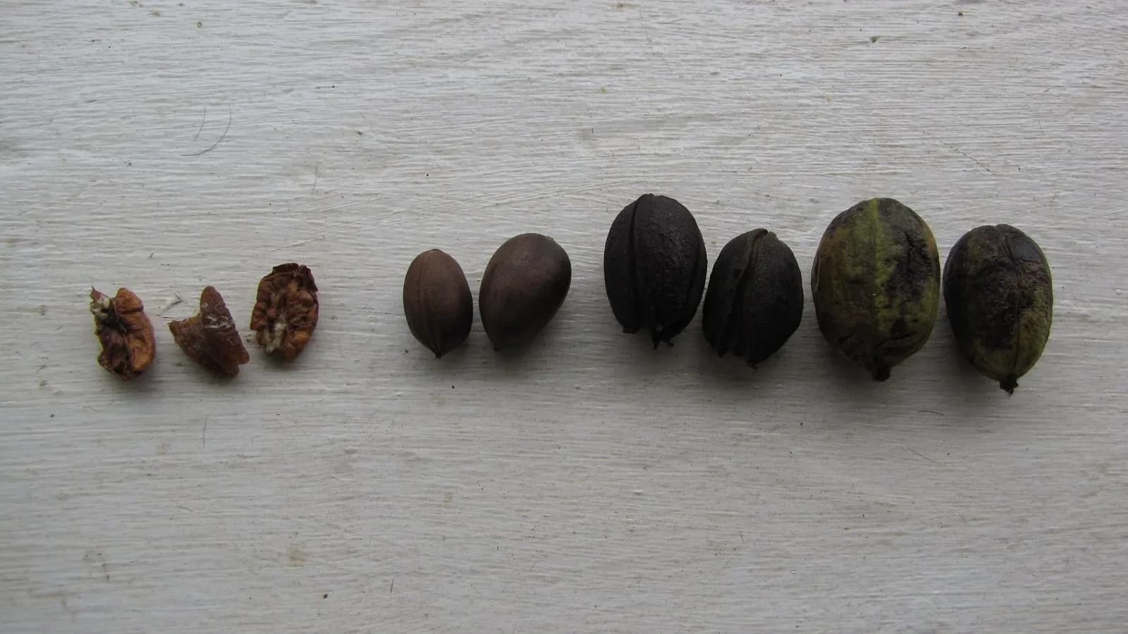 Pecans at various stages, from green shucks to brown shells and cracked kernels, lined up on a white board