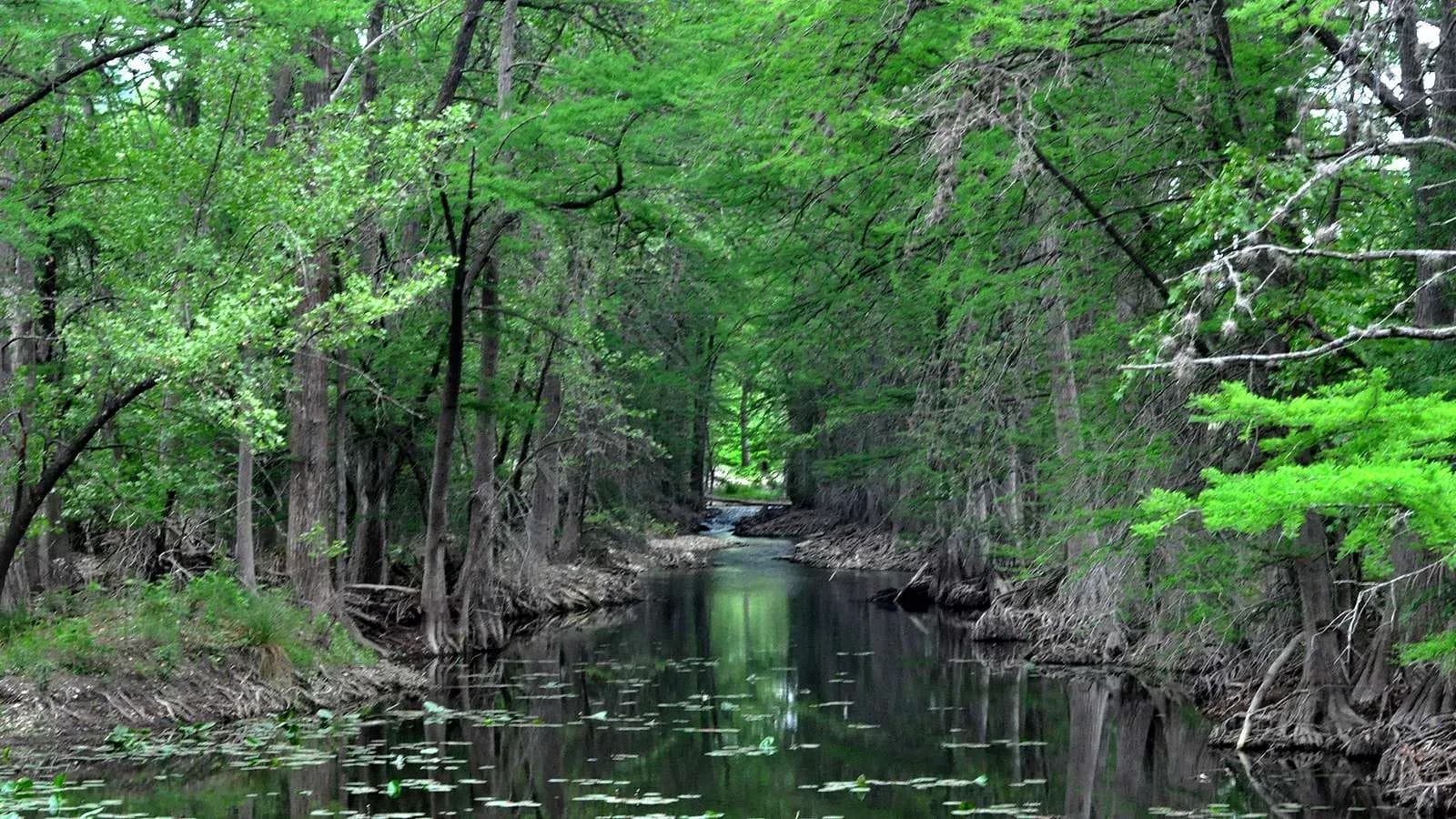 Bald cypress trees line a calm stretch of the Guadalupe River in Kerr County