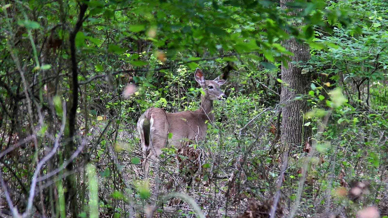 A white-tailed deer standing among trees and brush at Lake Tawakoni State Park