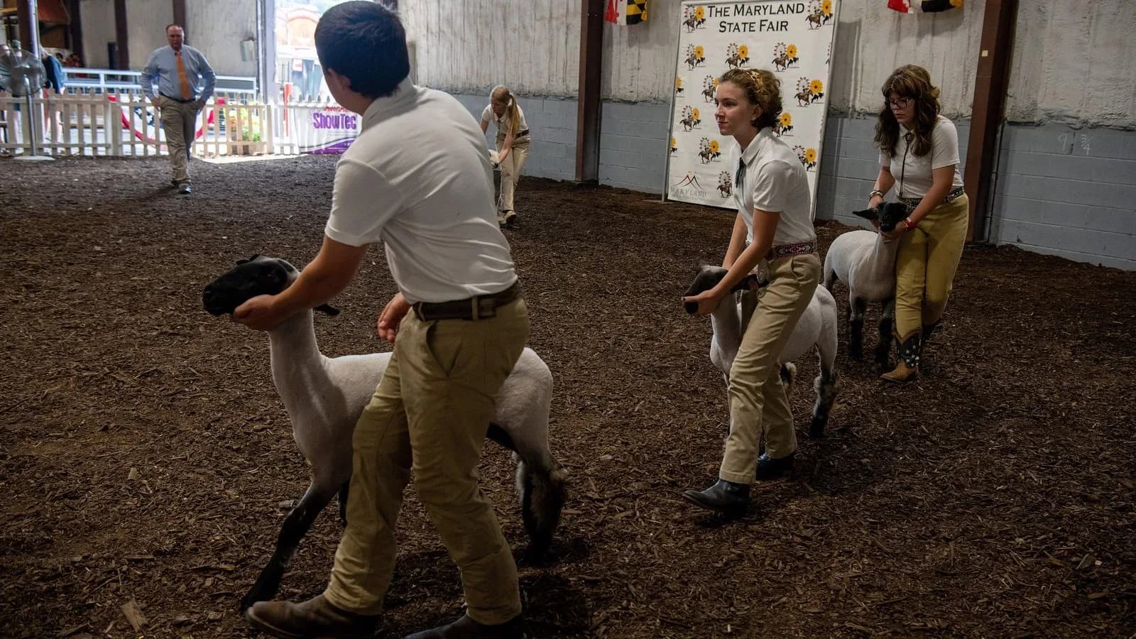 Youth exhibitors showing sheep in a show ring (illustrative)