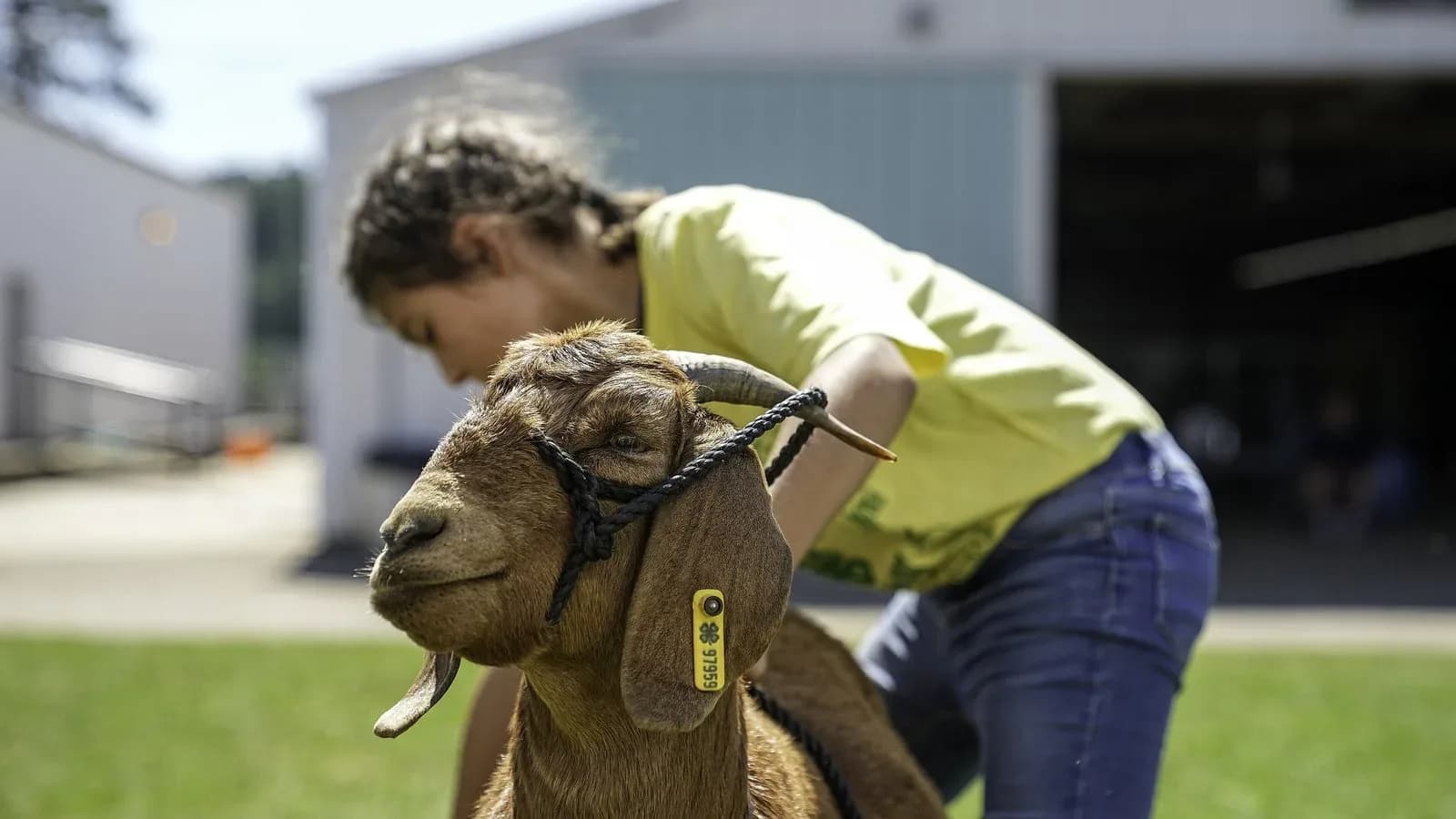 4-H member setting up a goat during a showmanship class (illustrative)