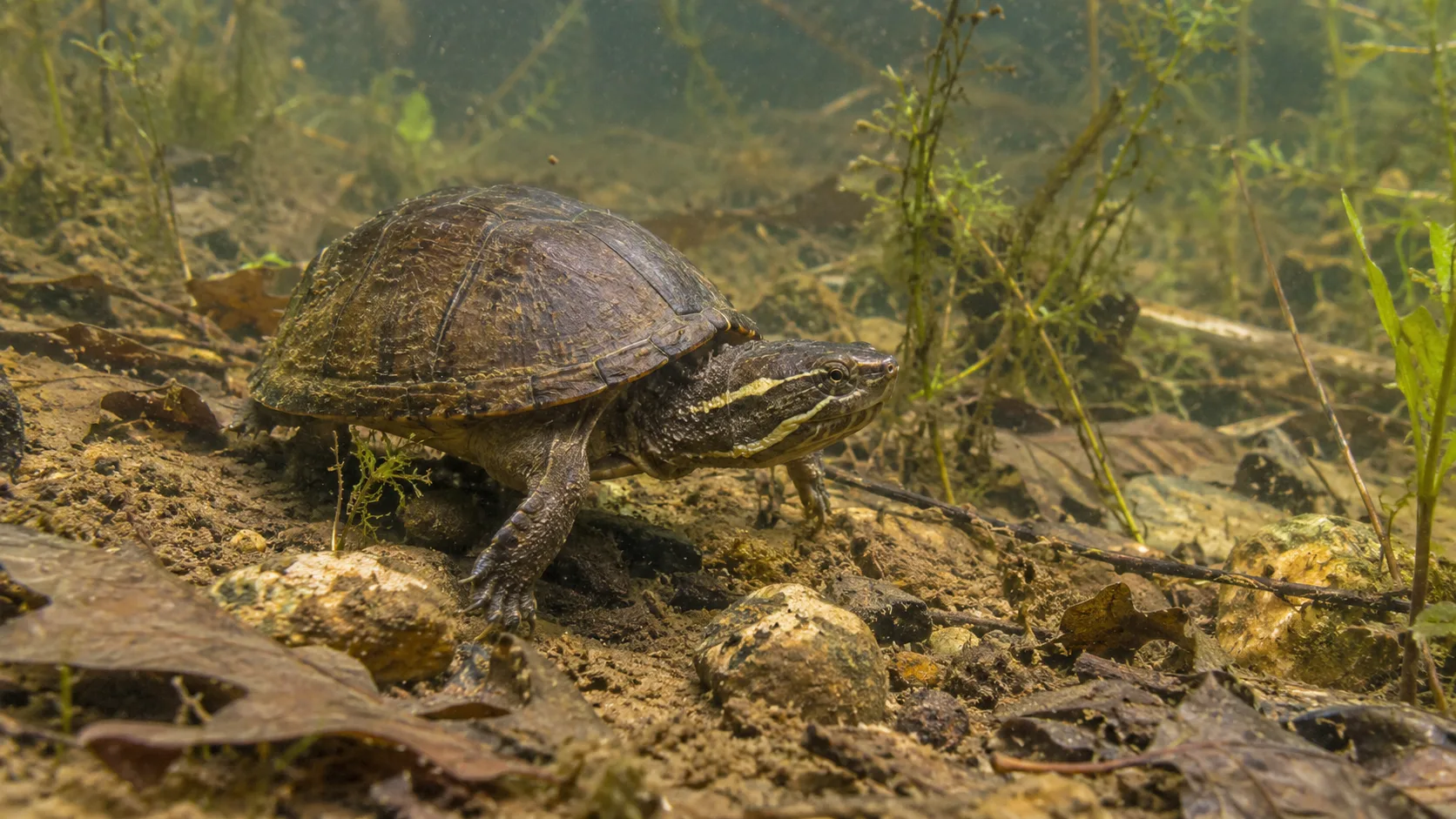 A common musk turtle walking underwater across a muddy freshwater pond bottom.