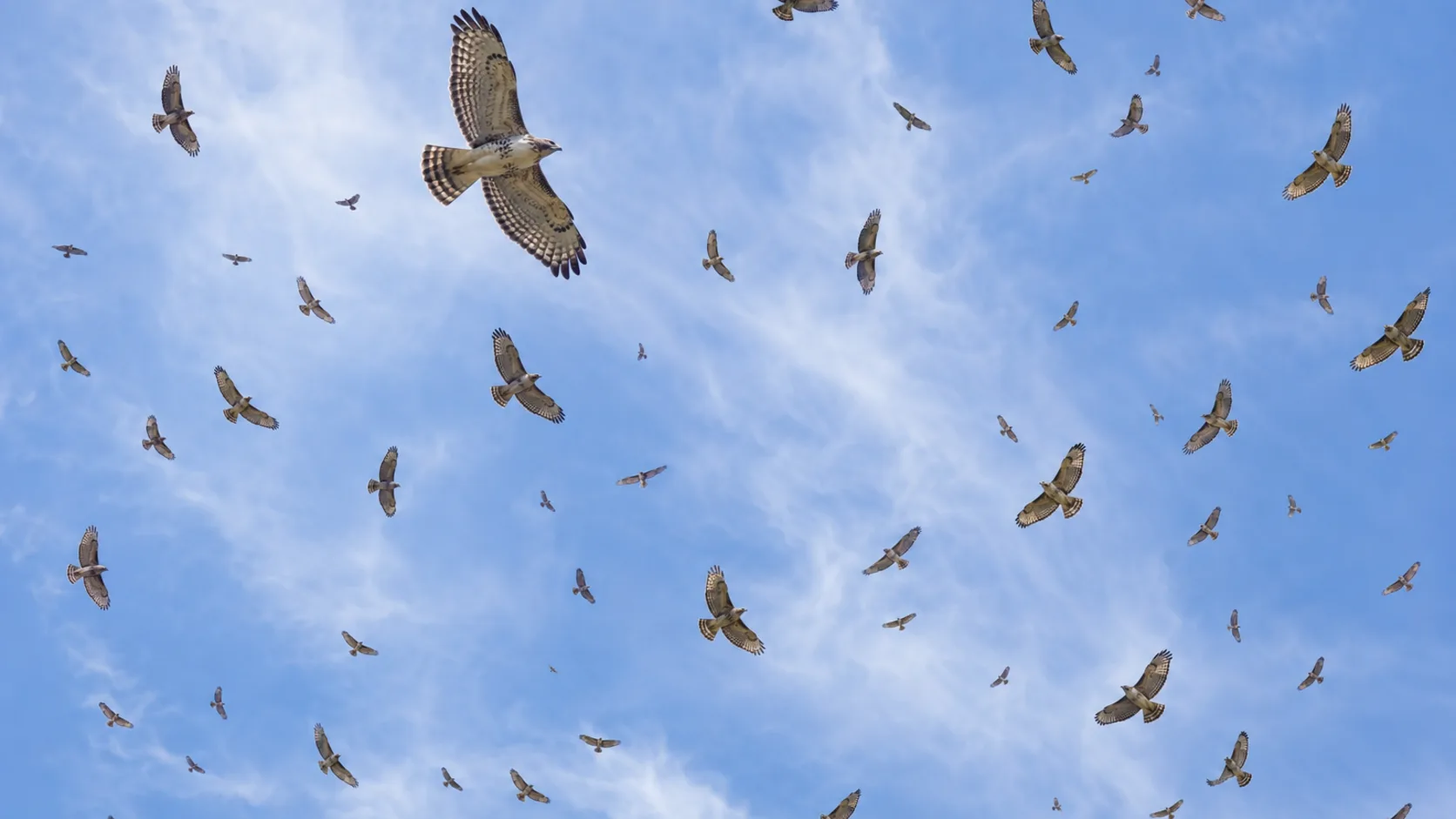 Broad-winged Hawks use rising warm air to gain altitude during their southbound fall migration.