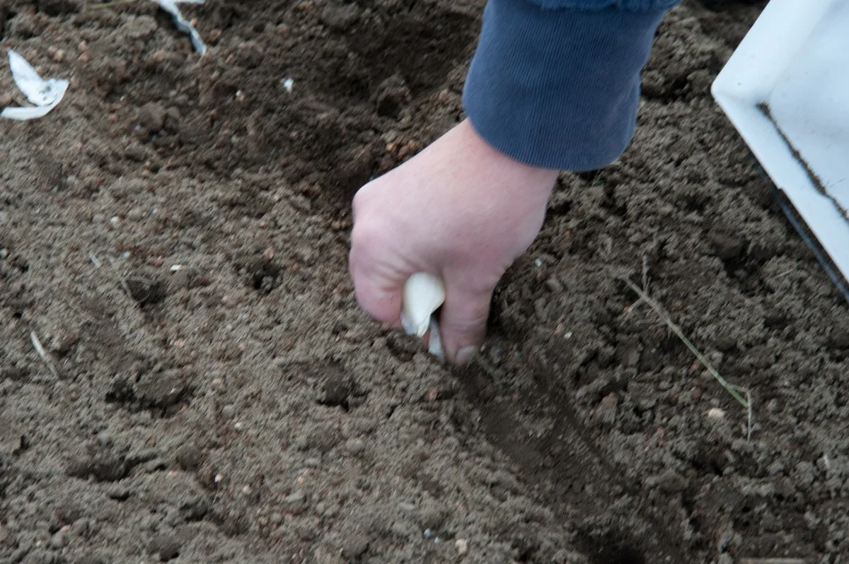 A hand pressing a garlic clove into dark, freshly worked garden soil