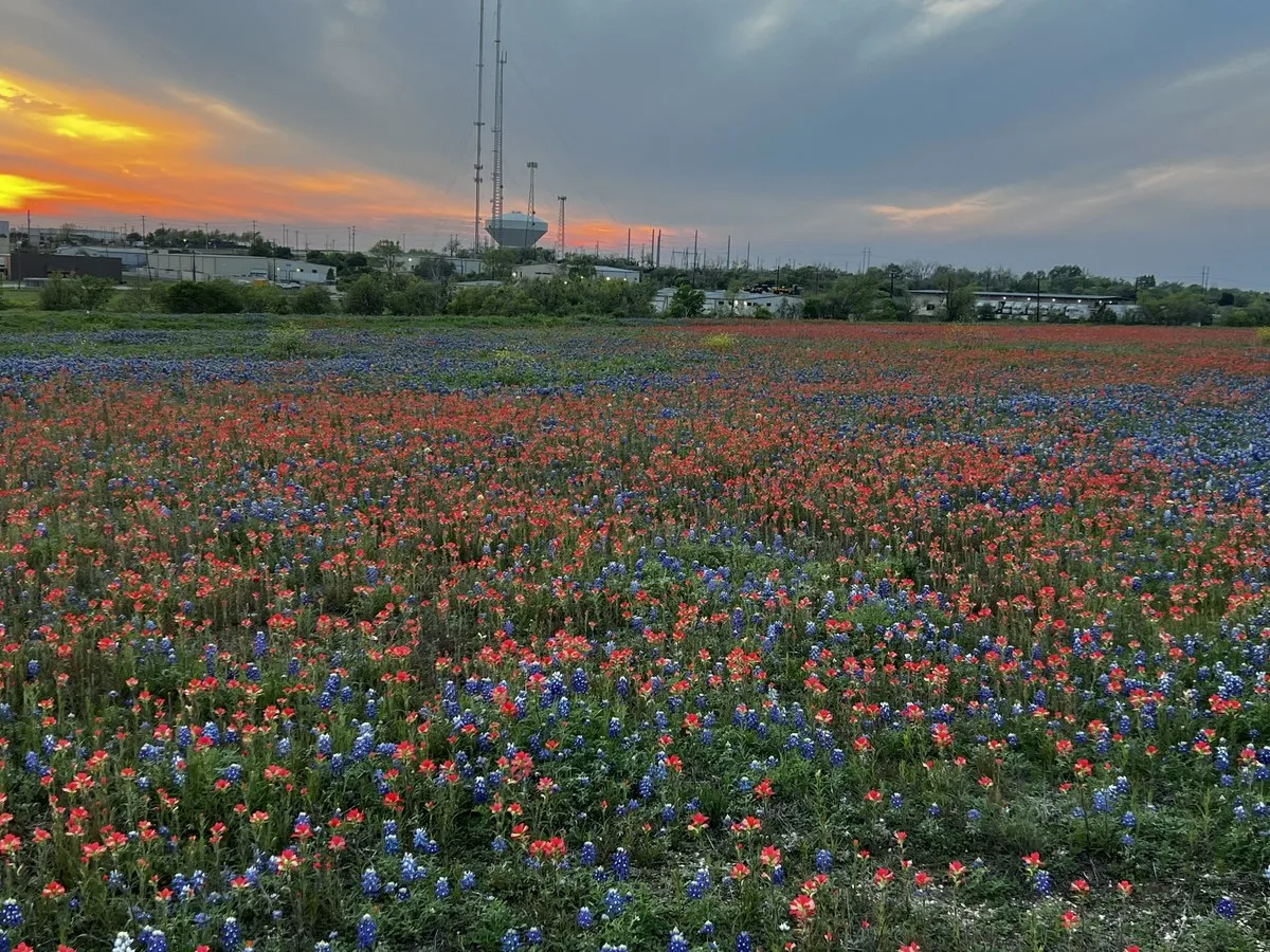 A field of bluebonnets and red Indian paintbrush in bloom in Central Texas
