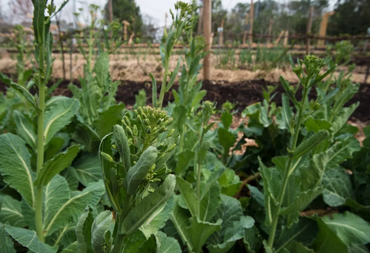 Rows of leafy collard plants growing in a garden bed