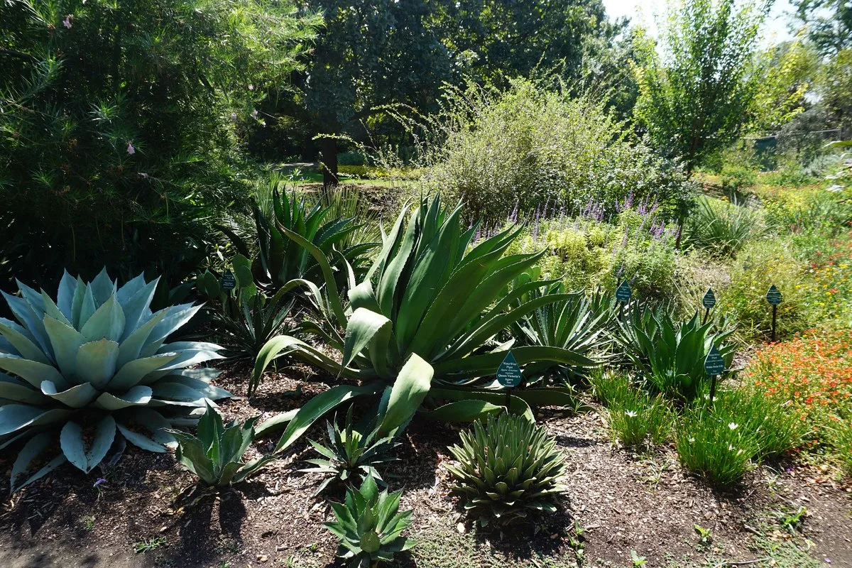 A garden bed of drought-tolerant plants and decorative rock at the Dallas Arboretum