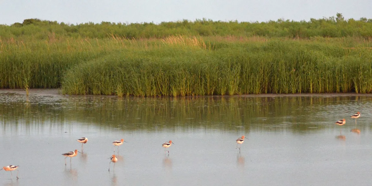 An American avocet wading in shallow water at Sea Rim State Park