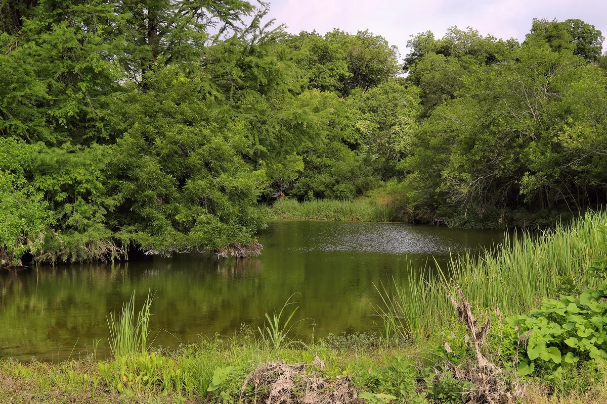 A calm green pool on Onion Creek surrounded by thick trees and tall grass
