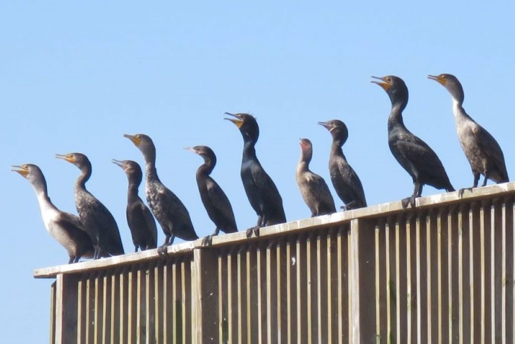 cormorants