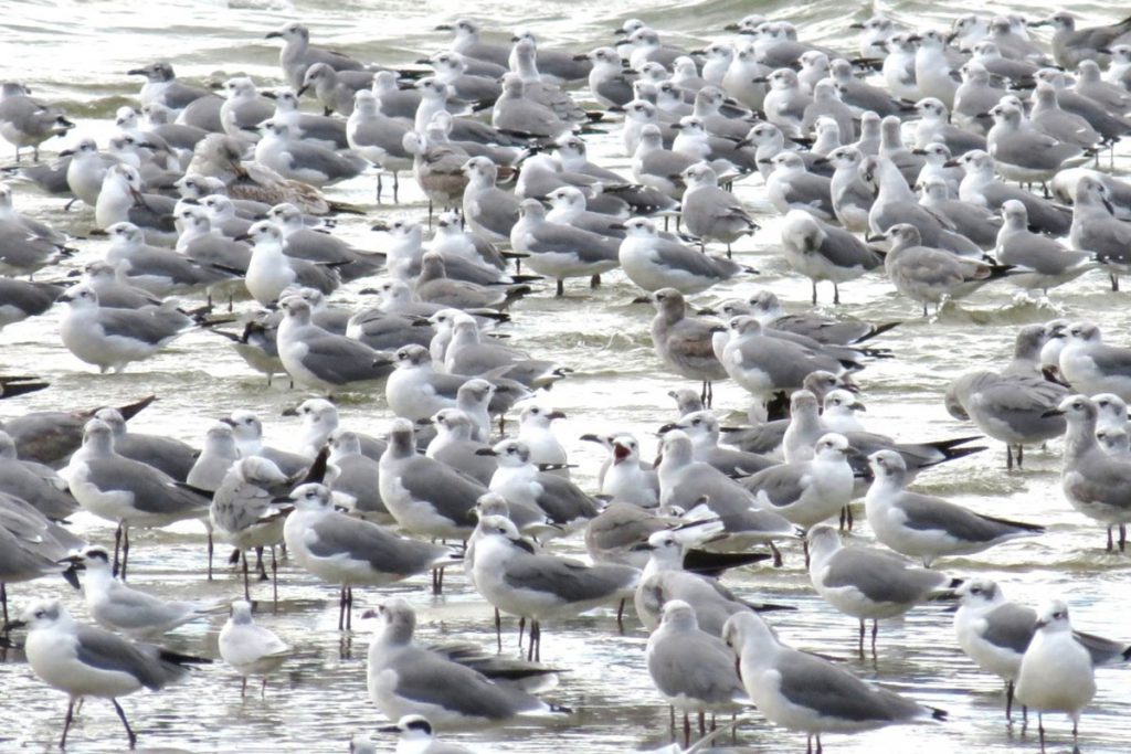 gulls