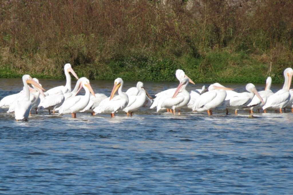 pelicans