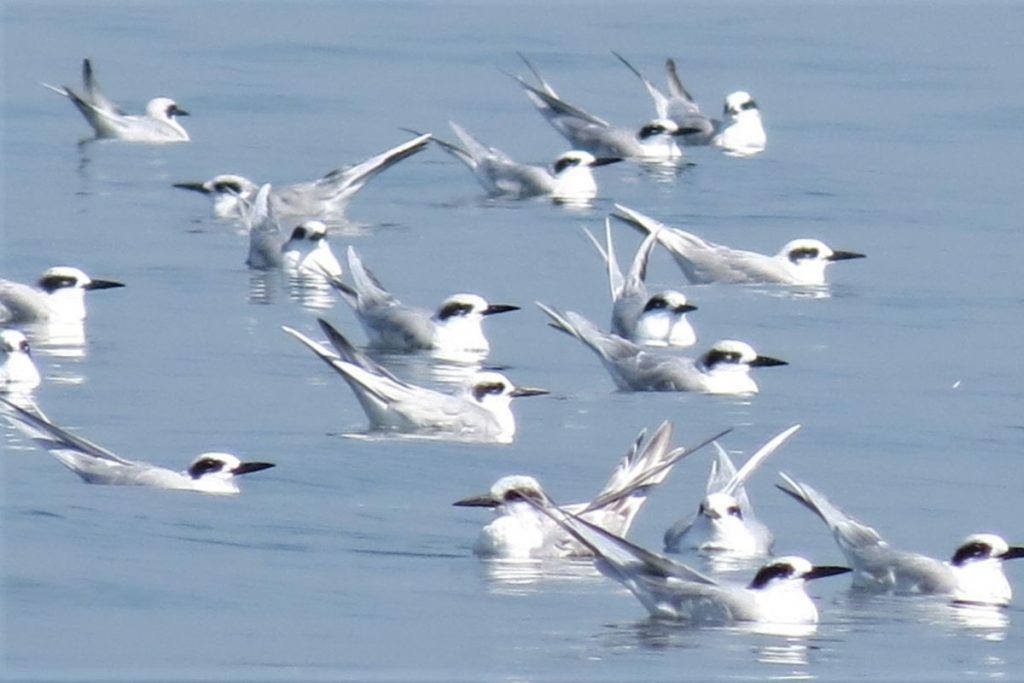 terns