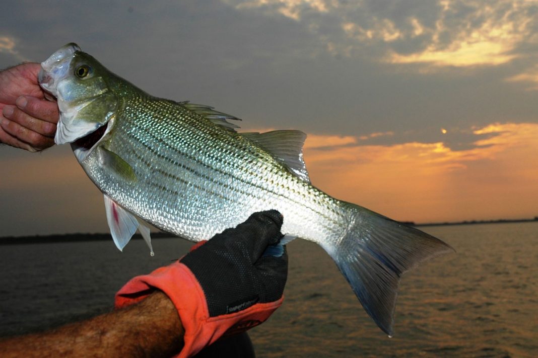 WHITE BASS FISHING IN CENTRAL TEXAS - Dock Line Magazine