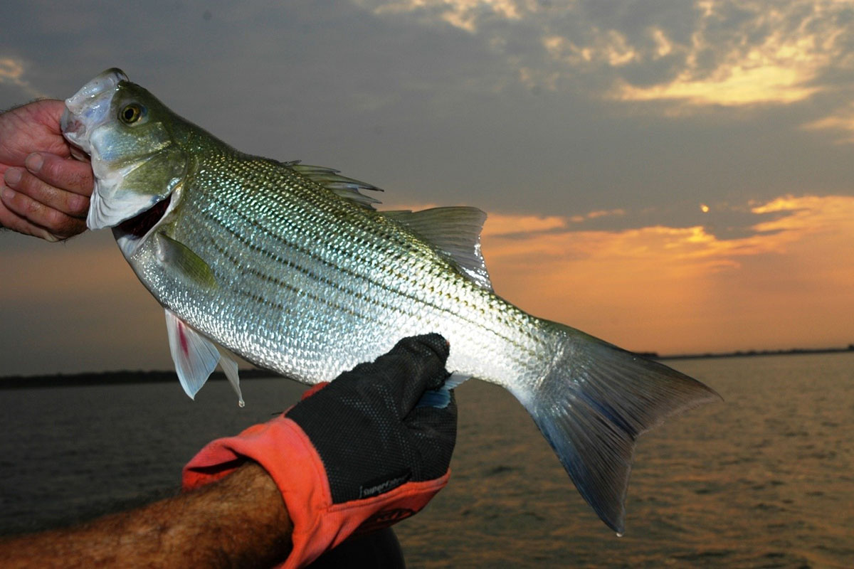 Illegal Hybrid Striped Bass Found in Virginia Lake - The Fishing Wire
