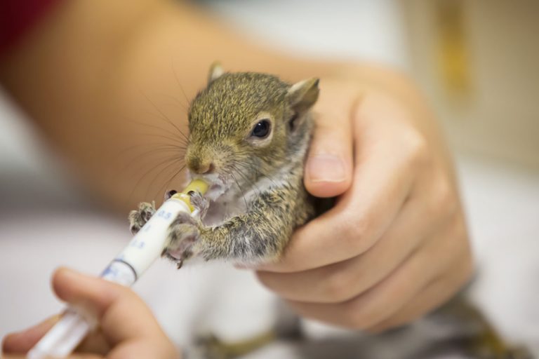 Baby Squirrel Season What You Need to Know Dock Line Magazine