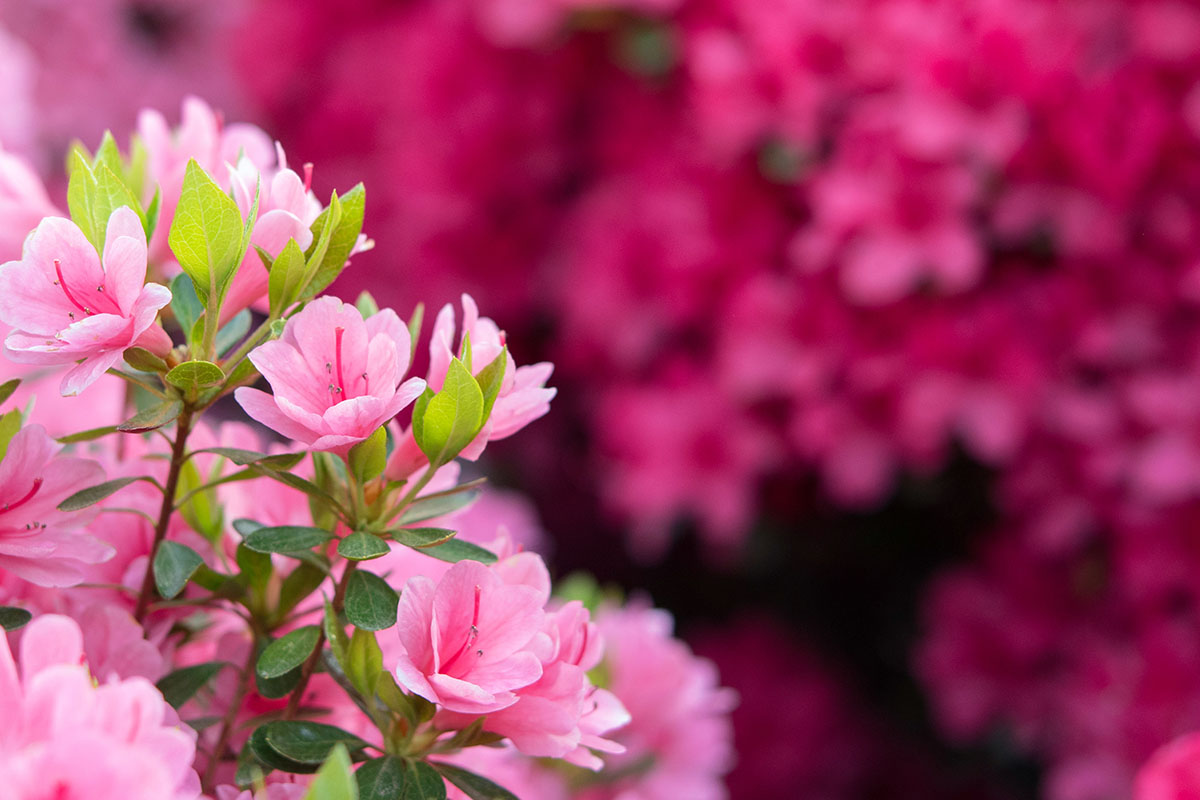 Garden Thyme It S All About The Soil Dock Line Magazine