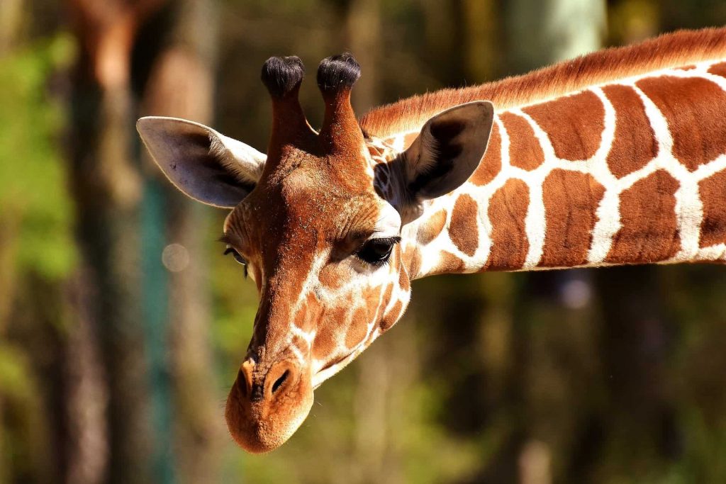 Looking for the best zoo in Texas? We got you covered!
