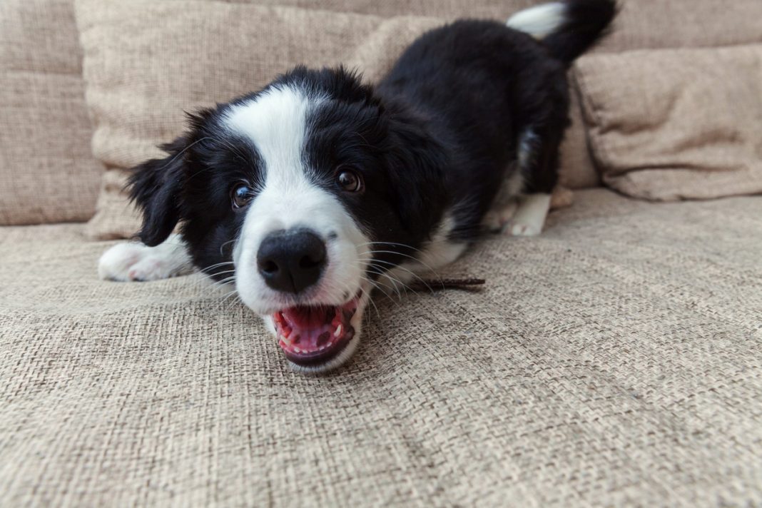 7 Ways to Help Your Dog Stop Barking