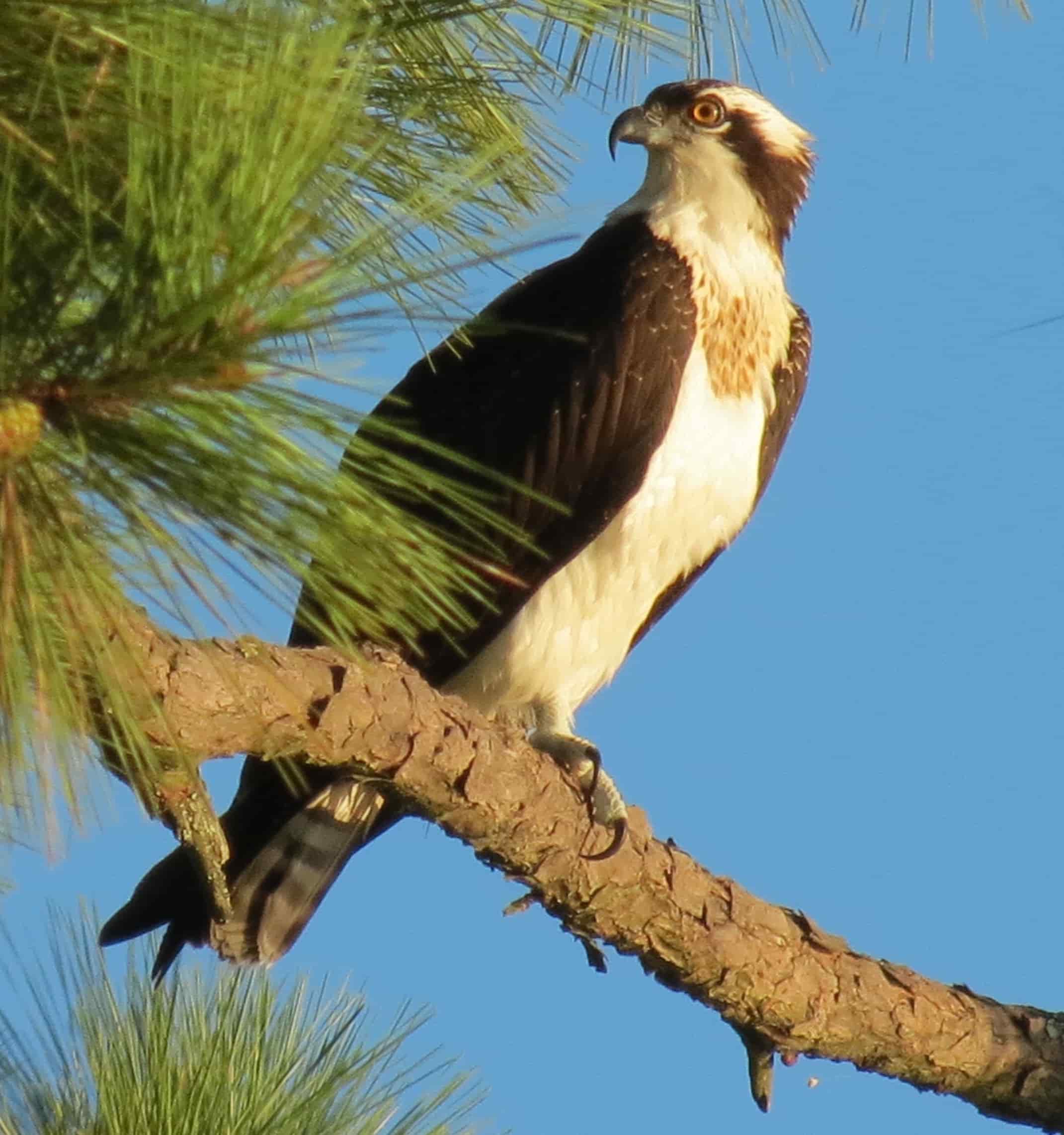 Osprey – The Elegant Raptor - Dock Line Magazine