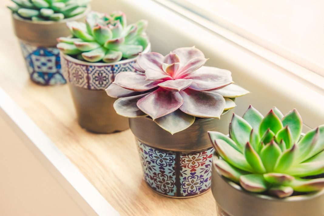 how to keep succulents alive