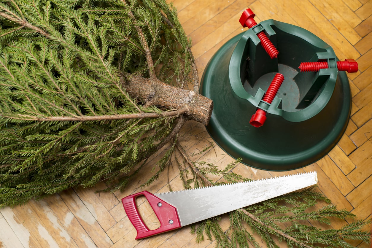 proper live christmas tree care